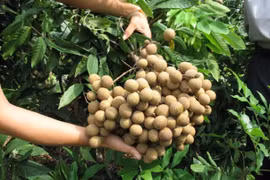 Nhãn chín chỉ 13.000 đồng/kg, Hà Nội kêu gọi người dân hỗ trợ tiêu thụ