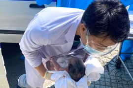 Người phụ nữ sinh con trên xe cảnh sát