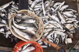 Thanh Hóa: Cá chết bất thường trên sông Lạch Bạng: Vì đâu nên nỗi?