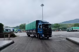 Lào Cai: Xuất khẩu 3.000 tấn quả chuối tươi sang thị trường vùng tây nam Trung Quốc
