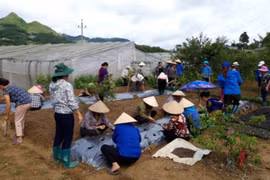Xem xét kỷ luật Giám đốc Trung tâm Khuyến nông và Dịch vụ nông nghiệp tỉnh Lào Cai