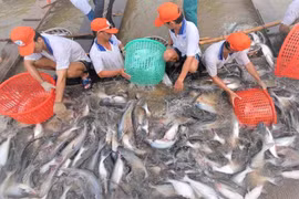 Xuất khẩu cá tra bật tăng trở lại sau 2 năm
