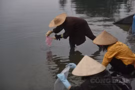 Hà Nội: “Tiễn" ông Táo về trời, người dân thả cá, không thả túi nilon
