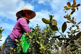 Hiệu quả từ mô hình trồng sim trên vùng cao