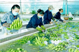 Sản xuất nông thủy sản: Cần thêm các giải pháp trọng tâm để vượt qua khó khăn