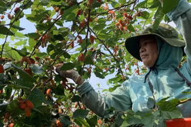 Vùng trồng dâu tằm mất mùa, rớt giá