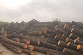 Khai thác trộm rừng gỗ thông của bố vợ, ông con rể bị xử phạt 10 triệu đồng