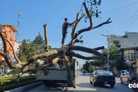 Thanh Hoá: Xe quá khổ, gây khổ cho dân