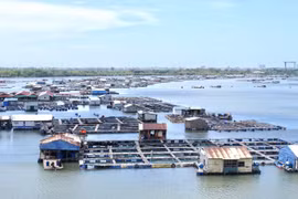 Tổng cục Thủy sản cảnh báo nguy cơ mất an toàn với các hộ nuôi thủy sản lồng bè mùa mưa lũ