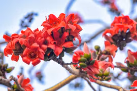 Say đắm mùa hoa gạo Tháng Ba