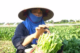 Người trồng rau huyện Mê Linh sẵn sàng hạ giá sản phẩm để chung tay phòng, chống dịch bệnh
