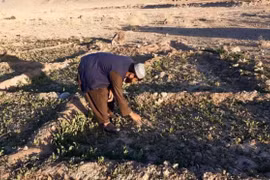 Ấn Độ thu giữ 3 tấn heroin trị giá 2,7 tỷ USD từ Afghanistan