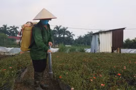 Đau lòng phá bỏ hàng héc ta hoa hồng do không thể thu hoạch vì dịch bệnh