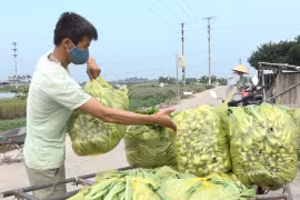 “Vựa rau” của Hà Nội “hồi sinh” sau kết thúc giãn cách