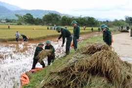 Thừa Thiên Huế: Bộ đội hỗ trợ nhân dân 'cứu' vụ lúa Hè thu
