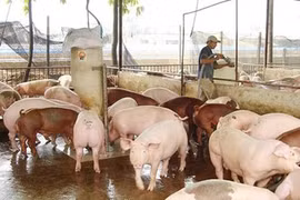 Giá heo hơi hôm nay 27/2: Duy trì xu hướng ổn định trên cả nước