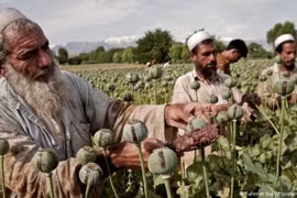Buôn thuốc phiện bùng nổ ở Afghanistan sau khi Taliban tiếp quản