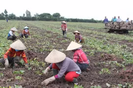 27.000 tấn khoai lang tím ở Vĩnh Long được kêu gọi “giải cứu”