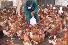 Benin xác nhận dịch cúm gia cầm H5N1 bùng phát