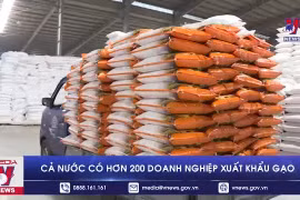 Cả nước có hơn 200 doanh nghiệp xuất khẩu gạo