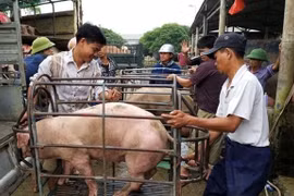 Giá heo hơi hôm nay 22/1: Chạm ngưỡng 87.000 đồng/kg