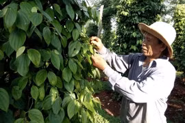 Giá hồ tiêu hôm nay 22/1: Giao dịch ở mức 50.000 - 52.500 đồng/kg