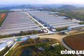 Trang trại lợn 'đầu độc' người dân