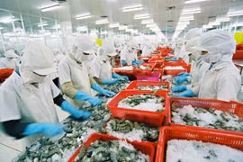Quy chế xử phạt khắt khe, doanh nghiệp chế biến thủy sản rơi vào thế "bí"