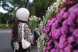 Cúc họa mi đầu mùa, giá cao vẫn hút khách