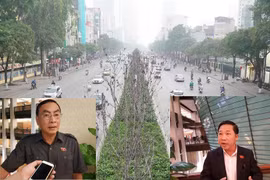Cây phong lá đỏ “thất bại” là bài học cay đắng!