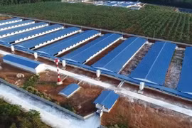 “Thổi phồng” tài sản qua các khoản phải thu, phải trả với “người nhà”, BAF Việt Nam kinh doanh có thực chất?