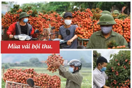 Bắc Giang: Nhìn lại một mùa vải thiều đặc biệt