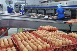 Trứng gia cầm tăng mạnh mùa dịch: Vì sao?