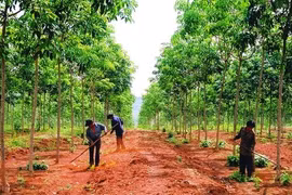 Đến năm 2025, 100% công ty nông, lâm nghiệp được xử lý dứt điểm các tồn tại về tài chính, đất đai