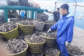 Hải quan Quảng Ninh: Thu ngân sách 6 tháng đầu năm 2021 giảm sâu
