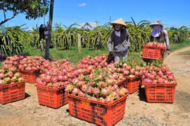 Gỡ vướng cho sản xuất kinh doanh, tiêu thụ nông sản mùa dịch