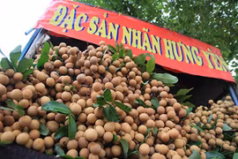 Hưng Yên thúc đẩy xuất khẩu nhãn lồng sang các thị trường trọng điểm