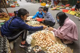 Giá trứng gà giảm mạnh chưa từng có, người chăn nuôi lao đao chống đỡ