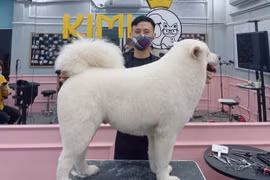 Sôi động thị trường dịch vụ chăm sóc thú cưng giữa mùa dịch