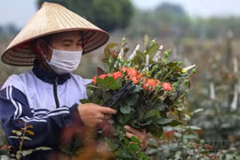 Hà Nội: Làng hoa Mê Linh nhộn nhịp trước ngày Quốc tế Phụ nữ 8/3