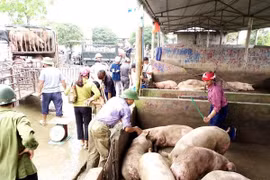 Giá heo hơi hôm nay 8/2: Ghi nhận mức thấp nhất 74.000 đồng/kg