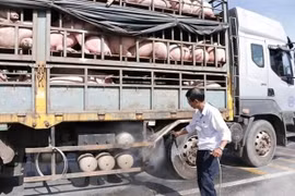 Xử lý thông tin về việc vận chuyển trái phép lợn qua biên giới