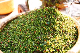 Giá hồ tiêu hôm nay 24/1: Ổn định quanh mốc 51.500 đồng/kg