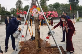 Phấn đấu trồng mới 200.000 - 250.000 cây bóng mát, cây lấy gỗ trên các tuyến đường đô thị