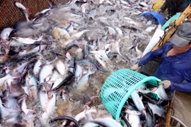 Kịp thời tháo gỡ khó khăn đối với sản xuất thủy sản bị ảnh hưởng bởi dịch COVID-19