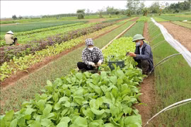 Yên Thường (Gia Lâm): Nông dân "vùng xanh" phấn khởi khôi phục sản xuất rau an toàn