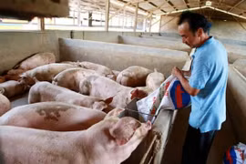 Giá heo hơi hôm nay 28/2: Giảm 1.000 - 2.000 trong tuần