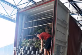 Dùng nhiều chậu cây hoa giấy để 'ngụy trang' nhiều sản phẩm hàng hóa lậu