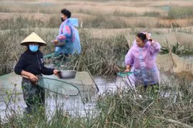 Dầm mình săn 'lộc trời' ngày giá rét