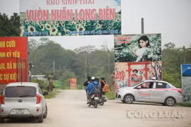 Việc thu phí vào bãi bồi ven sông Hồng vẫn diễn ra, UBND phường Long Biên ở đâu?
